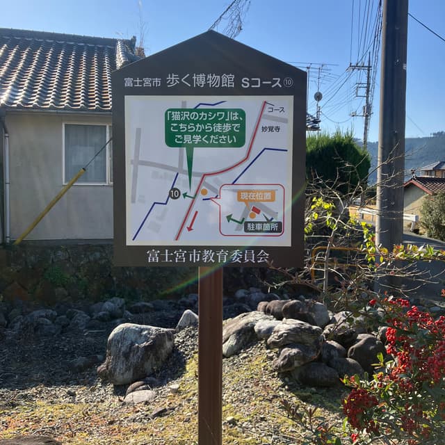 猫沢（ねこざわ）のカシワ｜富士宮市指定天然記念物のカシワで、水平方向に大きく枝を広げている。目通り1.7ｍ、樹高6ｍ、枝張り南北18.9ｍある。