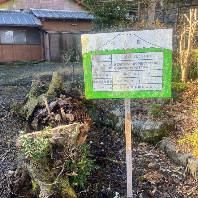 ヒイラギ｜富士宮市指定保存樹のヒイラギの大木である。ヒイラギはモクセイ科の常緑樹で、葉の縁に刺がある。老木になると刺がなくなる。邪鬼の侵入を防ぐとされ、庭木として植えられることが多い。